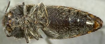 Media type: image;   Entomology 2722 Aspect: habitus ventral view